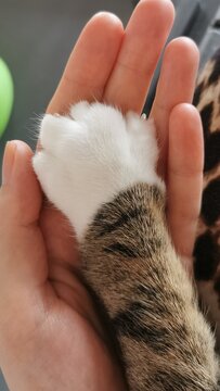 Cat paw resting in human hand shows connection between pets and their owners during a quiet moment at home in the afternoon light