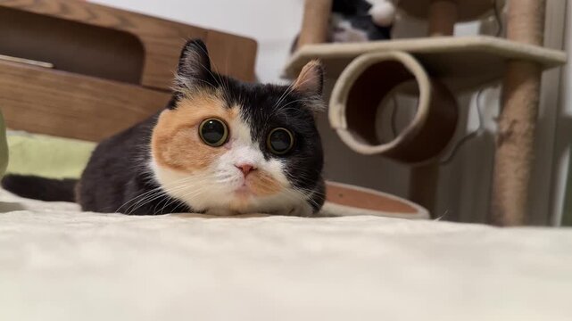 Calico Domestic Cat Crouching and Staring Alertly on Bed Indoors