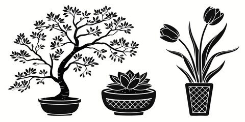 Three different potted plants including a bonsai tree and two flowering plants © Gf