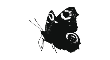 A striking black and white image depicts a butterfly in profile showcasing intricate wing patterns a captivating silhouette © Ajahar