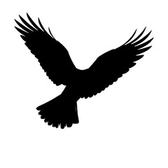 Obraz premium Silhouette of bird, wings spread, descending. Powerful wings are visible in a solid black on white background