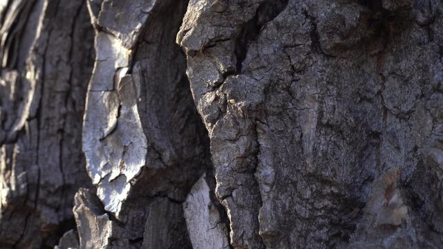 Close-up panoramic view of tree bark texture on a sunny day, showing shadows, bumps, and detailed natural patterns