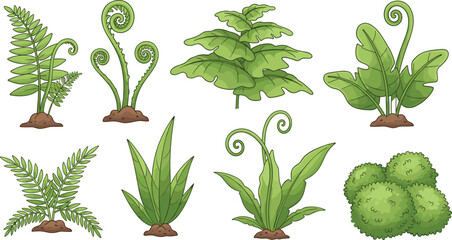 Green Fern and Forest Plants Collection with Tropical Leaves, Bushes and Botanical Garden Foliage Elements for Nature Landscape and Eco Design Vector Illustration © Najir