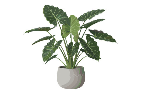 Large Potted Alocasia Plant with Big Green Leaves in a Grey Pot elephant ear potted plant