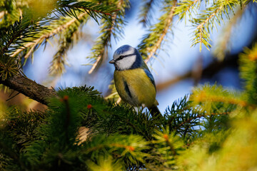 Close-up of an adult male Eurasian blue tit perched on a spruce branch, perpendicular to the camera lens on a sunny spring day.   © Mariia