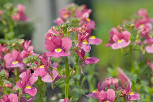  Moroccan toadflax flowers, selective focux - Linaria maroccana 