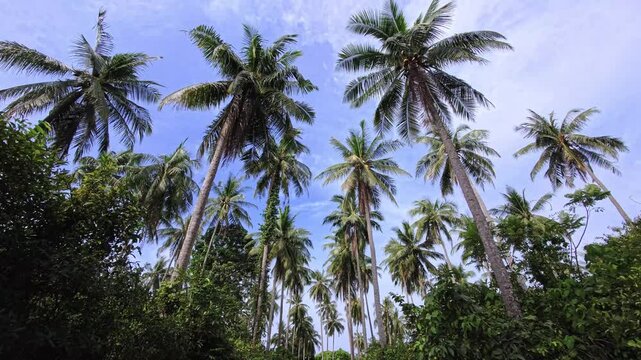 Tall coconut palm grove viewed from below against blue tropical sky