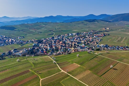 Aerial view of the patchwork of vibrant vineyards blankets the rolling hills surrounding the quaint village under a clear sky, Mittelwihr, Grand Est, France.