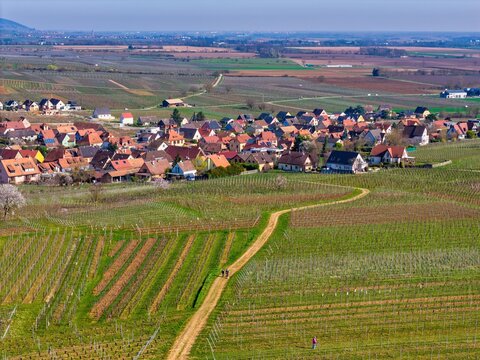 Aerial view of quaint village nestled amidst rolling vineyards, a tapestry of greens and browns under a clear sky, Mittelwihr, Grand Est, France.
