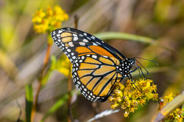 Obraz premium Monarch Butterfly Feeding from Goldenrod Flowers