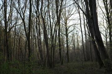 Obraz premium Quiet woodland forest with tall trees in soft evening light