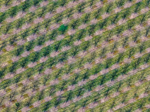 Aerial view of verdant rows of trees casting long shadows, a singular bright green tree punctuates the pattern, Mittelwihr, Grand Est, France.