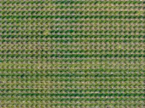 Aerial view of neatly patterned rows of crops create a mesmerizing tapestry of green and earthy tones, stretching across the landscape, Mittelwihr, Grand Est, France.