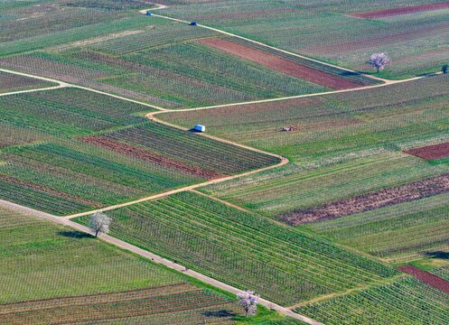 Aerial view of geometric fields stitched together by sandy pathways, creating a vibrant patchwork of textures and tones, Mittelwihr, Grand Est, France.