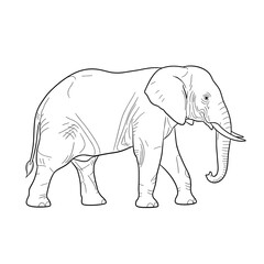 Obraz premium Thin line art outline of a large elephant