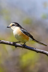 Fototapeta premium masked shrike