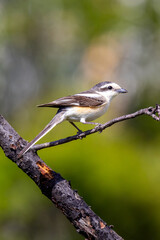 Obraz premium masked shrike