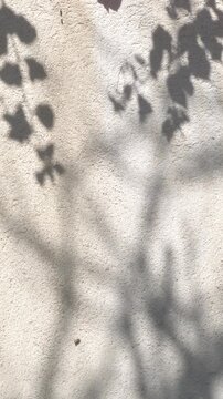 Vertical loop footage of a light textured wall with soft branch shadows moving gently in the wind. Calm minimal background for advertising, text, stories and mobile design.