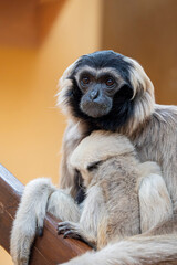 Fototapeta premium A female pileated gibbon (Hylobates pileatus) carries her baby. This species belongs to the gibbon family Hylobatidae and shows clear sexual dimorphism in fur coloration.