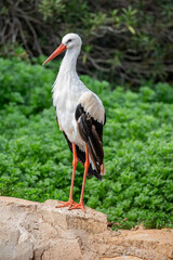 Obraz premium The wild white stork (Ciconia ciconia), it is a large bird in the stork family, Ciconiidae. Its plumage is mainly white, with black on the bird's wings. Adults have long red legs and long pointed red 
