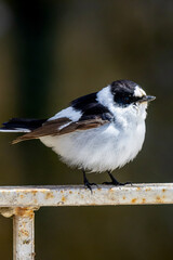 Fototapeta premium collared flycatcher
