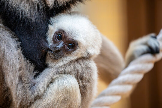 A baby pileated gibbon (Hylobates pileatus) nurses from its mother, clinging closely as the female gently supports the infant. This primate belongs to the gibbon family Hylobatidae.