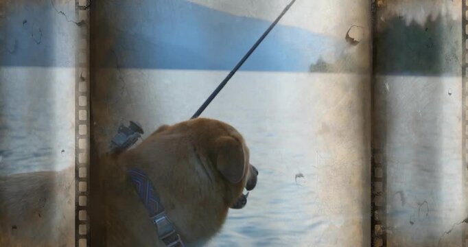 Tan dog yawning, settling and gazing, watching hills across lake, tether taut, vintage overlay