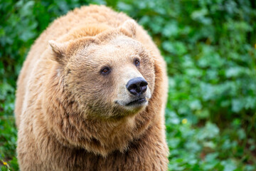 Obraz premium a closeup image of Eurasian brown bear. One of the most common subspecies of the brown bear, and is found in much of Eurasia.
