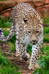 Fototapeta premium The Persian leopard (Panthera pardus tulliana) is a large leopard subspecies native to Western Asia, known for its strength and striking spotted coat.