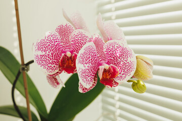 orchid phalenopsis beauty close-up on a window with a blurred background in the sun`s rays © Olha Bednenko
