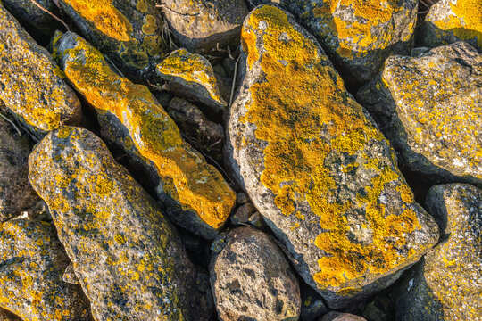 Closeup of stones of a seawall covered with yellow lichens. The photo was taken along the Dutch North Sea coast in the province of South Holland.