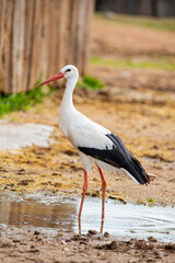 Obraz premium The wild white stork (Ciconia ciconia), it is a large bird in the stork family, Ciconiidae. Its plumage is mainly white, with black on the bird's wings. Adults have long red legs and long pointed red 
