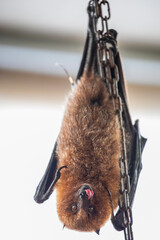 Naklejka premium The Rodrigues flying fox (Pteropus rodricensis) is a fruit bat in the family Pteropodidae. It is endemic to Rodrigues Island in the Indian Ocean, part of Mauritius.