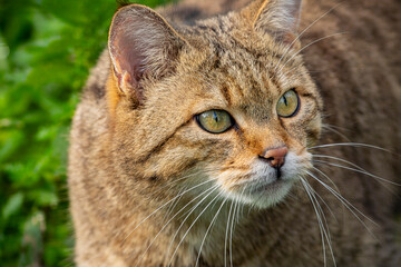 The European wildcat (Felis silvestris) is a small wildcat species native to continental Europe,...