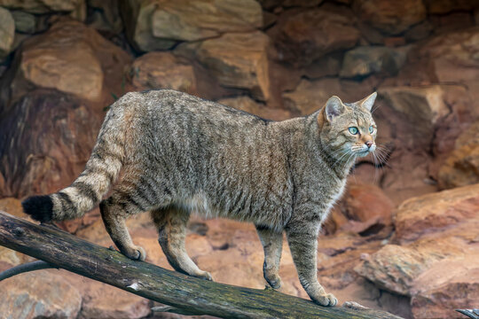 The European wildcat (Felis silvestris) is a small wildcat species native to continental Europe, Great Britain, Ireland, Turkey and the Caucasus. Its fur is brownish to grey with stripes on the forehe