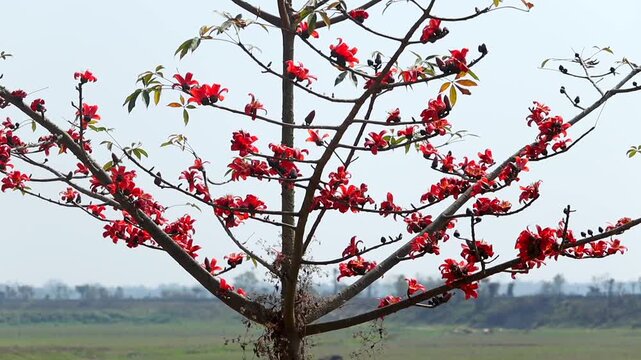 Blooming silk cotton tree with red flowers in rural landscape