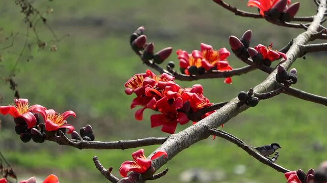 Small bird perched on silk cotton tree branch with bright red blossoms