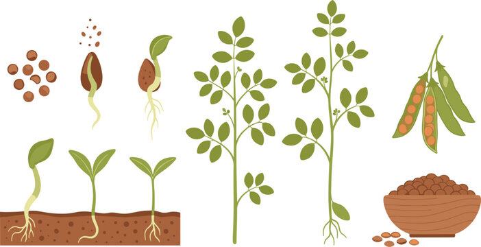 Pea Plant Growth Stages Vector Illustration Set Showing Seed Germination, Sprout Development, Green Plant Leaves, Pods and Harvested Peas