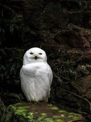 An impressive large white Snowy Owl, Bubo scandiacus, at a Owl rehabilitation centre in the Lake District, UK