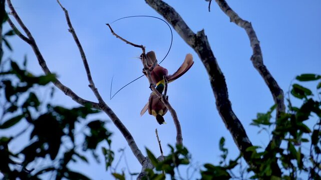 Red bird-of-paradise (Paradisaea rubra) male performing courtship display for female, Waigeo Island, Raja Ampat, Indonesia. Mating dance of rare endemic bird-of-paradise species from New Guinea.