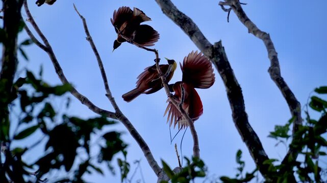 Red birds-of-paradise (Paradisaea rubra) gathering around displaying male on branch, Waigeo Island, Raja Ampat, Indonesia. Сourtship and social interaction of endemic birds from New Guinea.