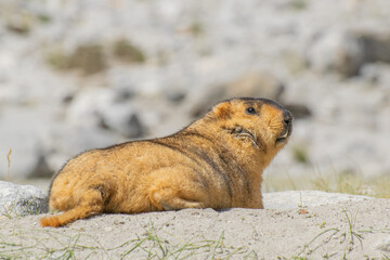 Himalayan marmot, Marmota himalayana, is a marmot species that inhabits alpine grasslands throughout the Himalayas and on the Tibetan Plateau. It is IUCN Red Listed wildlife animal, Ladakh, India.
