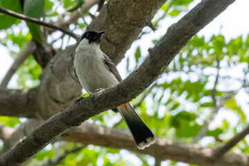 Fototapeta premium Sooty headed bulbul on a tree branch