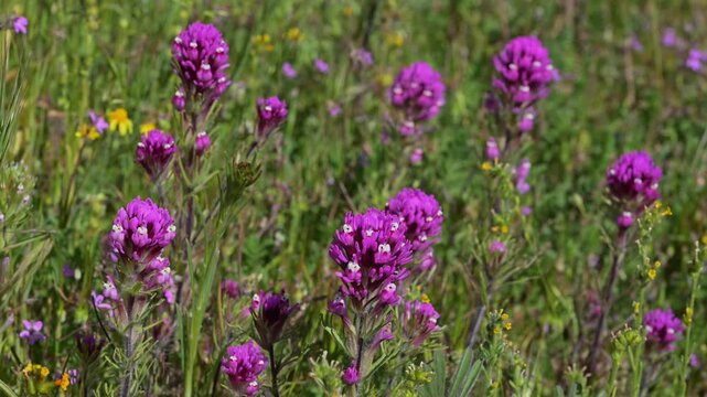 Bed of owl's clover in early morning sunshine.