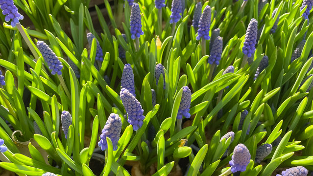 Vibrant blue Muscari armeniacum grape hyacinth flowers blooming in a sunlit spring garden setting
