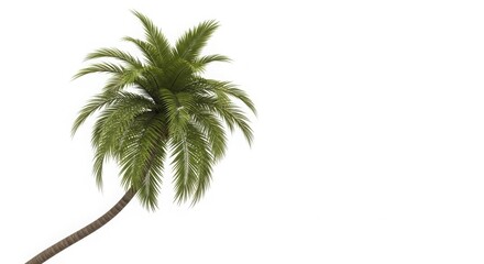 Obraz premium Single Leaning Tropical Palm Tree 3D Render Isolated for Design isolated on White Background