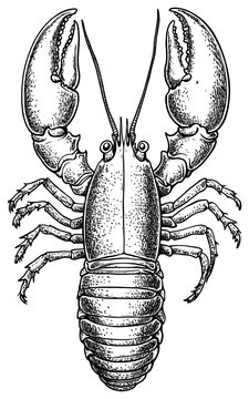 PNG Lobster hand drawn seafood black white.