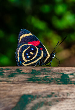 Iguazu Falls, Argentina, South America: a Callicore hydaspes butterfly, known as the eighty-eight butterfly for the colorful patterns on the underside of its wings resembling the number 88