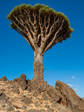 Socotra, Yemen, Middle East: a Dragon Blood tree (Dracaena cinnabari), named after the blood-like color of the red sap that the trees produce, on the island of Socotra