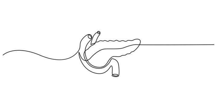continuous one line drawing Pancreas vector illustration. line art, one continuous line, simple, hand drawn and sketch style. for icons, symbols, signs or logos. pancreas one line drawing,
